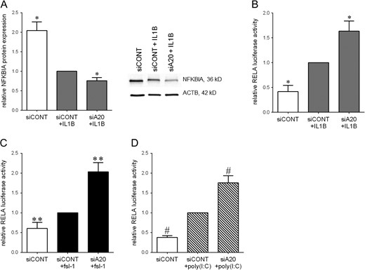 Effect of siA20 on NF-κB activation in primary myometrial cells. (A) Human myometrial cells were transfected with 50 nM siCONT or 50 nM siA20 for 48 h, then treated with 1 ng/ml IL1B for an additional 5 min. NFKBIA protein expression was assessed by Western blotting, normalised to β-actin protein expression. Representative Western blot from one patient is also shown. (B–D) Human myometrial cells were transfected with 0.75 ng RELA reporter construct. After 6 h, cells were transfected with 50 nM siCONT or 50 nM siA20 for 48 h, then treated with (B) 1 ng/ml IL1B, (C) 250 ng/ml fsl-1, (D) 5 μg/ml poly(I:C) for an additional 20 h (n = 5 patients). RELA promoter activity is expressed as a ratio of luciferase activity of IL1B-, fsl-1- poly(I:C)-stimulated siCONT transfected cells. All data displayed as mean ± SEM. *P < 0.05 vs. IL1B-stimulated siCONT transfected cells (one-way ANOVA); **P < 0.05 vs. fsl-1-stimulated siCONT transfected cells (one-way ANOVA); #P < 0.05 vs. poly(I:C)-stimulated siCONT transfected cells (one-way ANOVA).