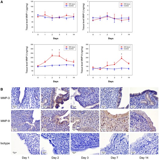 Temporal and spatial changes in MMP expression in mouse model. (A) MMP-3 concentrations were significantly increased on post-injury Days 2 and 3 (P = 0.004 and 0.013, respectively), while MMP-9 concentrations were increased on Day 7 (P = 0.013), compared to that on Day 0. MMP-1 and MMP-2 remained unchanged after injury. (B) Immunohistochemistry revealed prominent MMP-3 and MMP-9 expression from post-injury Days 2–14 after endometrial injury. Mouse isotype IgG was used as control. *Significant.