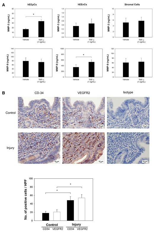 In vitro human cell-specific expressions of MMP-3 and MMP-9 induced by TNF-α. (A) MMP-3 concentrations were significantly induced by TNF-α in hEEpCs (P= 0.004), and MMP-9 concentrations were significantly induced by TNF-α in human endometrial endothelial cells (hEEnCs) (P= 0.010). (B) Immunohistochemistry with anti-CD34 and VEGFR2 antibodies of mouse endometrium demonstrated increased positive cells (brown staining) in the injured uterine horn in situ, compared to that in the non-injured control horn on post-injury Day 14. Sections stained with mouse isotype IgG were provided for reference. Using immunohistochemistry for semiquantitative assessment, significantly higher average numbers of CD34 (P= 0.00001) and VEGFR2 positive cells (P= 0.00001) were observed in the injured uterine horn. *Significant.
