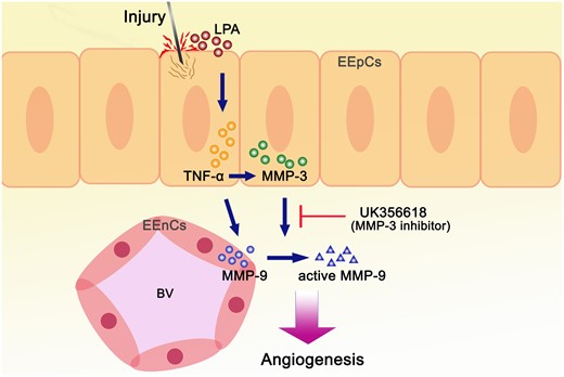 Schematic summary of the mechanisms involved in endometrial injury. Endometrial injury induces LPA, which stimulates TNF-α and MMP-3 secretion in the epithelial cells, which subsequently increases secretion and activation of MMP-9 in the endometrial endothelial cells leading to angiogenesis. The induced angiogenesis was blocked by UK356618, but could be induced with the direct addition of active rhMMP-9.