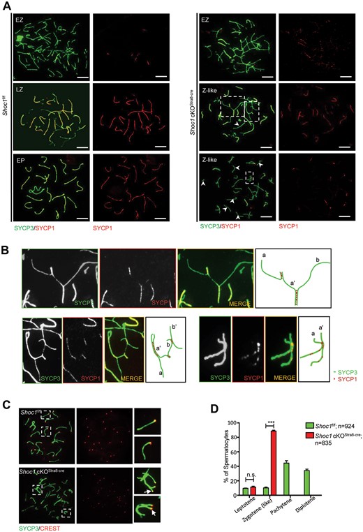 Spermatocytes of Shoc1 cKOStra8-Cre male mice displayed a zygotene-like arrest with severe synaptic defects. (A) Staining of the synapsed chromosome marker SYCP3 (green) with SYCP1 (red) on the chromosome spreads of spermatocytes derived from adult Shoc1f/f and Shoc1 cKOStra8-Cre males. Scale bar = 10 µm. EP, early-pachytene; EZ, early-zygotene; LZ, late-zygotene; Z-like, Zygotene-like. (B) Higher magnification of the panel in A. The right panel shows the asynapsed chromosomes. a–a’ and b–b’ represent homologous chromosomes. a’–b represents the pairing of non-homologous chromosomes. (C) CREST staining on the chromosome spreads of pachytene spermatocytes marks centromeres. White arrows indicate the unsynapsed pericentric ends. (D) Stage analysis of spermatocytes at meiosis I prophase from Shoc1f/f and Shoc1 cKOStra8-Cre mice. Random spermatocyte spreads from meiosis I prophase were analyzed from adult mice. A total of 924 spermatocytes from 3 Shoc1f/f mice and 835 cells from 3 Shoc1 cKOStra8-Cre mice were quantified. cKO, conditional knockout.