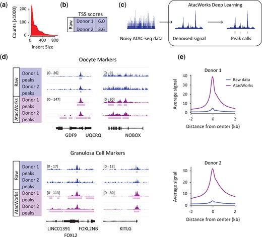 Deep learning enhancement of Assay for Transposase Accessible Chromatin by sequencing (ATAC-seq) data from human pre-antral follicles. (a) ATAC-seq fragment sizes generated from human pre-antral follicles. (b) Table showing transcription start site (TSS) score as a quality metric for ATAC-seq data sets from fresh pre-antral follicles. (c) Schematic of AtacWorks pipeline which uses machine learning to denoise ATAC-seq data sets. (d) Genome browser representation of ATAC-seq data from fresh human pre-antral follicles before (Raw data) and after (AtacWorks) denoising. Representative oocyte markers (top panel, GDF9 and NOBOX) and granulosa cell markers (bottom panel, FOXL2 and KITLG) are displayed. The y axis represents read density in reads per kilobase per million mapped (RPKM) reads. (e) ATAC-seq RefSeq TSS average profiles from fresh human follicles representing enriched regions before (Raw data) and after (AtacWorks) denoising.