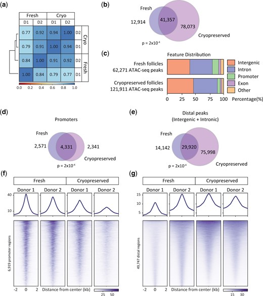 Comparison of Assay for Transposase Accessible Chromatin by sequencing (ATAC-seq) data sets from fresh and cryopreserved human pre-antral follicles. (a) Correlation between ATAC-seq datasets generated from fresh and cryopreserved (Cryo) human follicles from multiple donors (D1 and D2). (b) Venn diagram representing overlap of accessible regions identified from fresh and cryopreserved preantral follicle ATAC-seq data sets. P = 2×10−4, Z-score 363. (c) Distribution of accessible regions across the genome in each condition determined using HOMER. (d and e) Venn diagrams representing overlap of accessible regions identified from fresh and cryopreserved pre-antral follicles annotated as (d) promoters (P = 2×10−4, Z-score 436) or (e) distal regulatory elements (P = 2×10−4, Z-score 324). (f and g) ATAC-seq average profile and heat map showing chromatin accessibility in fresh and cryopreserved pre-antral follicles at regions identified as accessible (f) promoters and (g) distal regulatory elements in ATAC-seq data sets from fresh tissue.