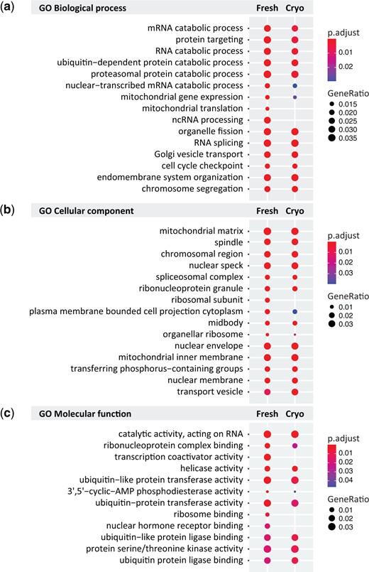 Gene ontology (GO) analysis of pre-antral follicle Assay for Transposase Accessible Chromatin by sequencing (ATAC-seq data). (a–c) Top ten GO terms for (a) biological process, (b) cellular component and (c) molecular function in fresh and cryopreserved samples, with the fresh condition used as a reference. Colors indicate adjusted P-values and dot size corresponds to gene ratio.