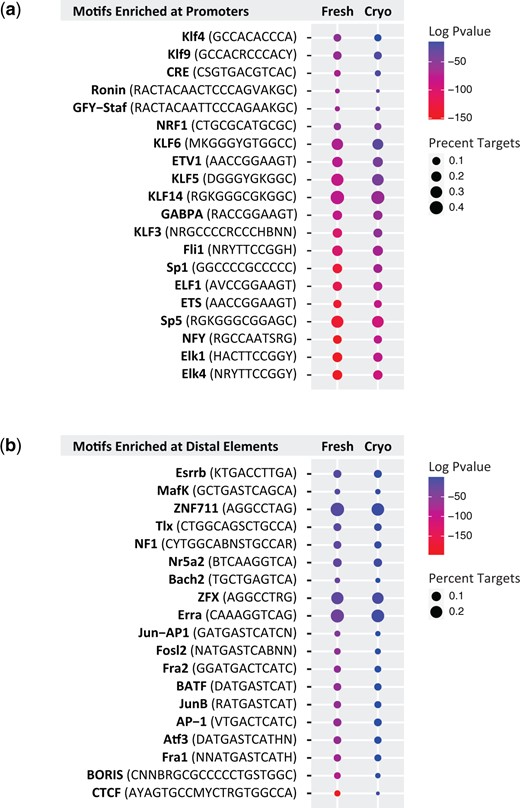 Motif analysis of pre-antral follicle Assay for Transposase Accessible Chromatin by sequencing (ATAC-seq) data. (a and b) Dotplot shows the top transcription factor binding motifs in fresh and cryopreserved human pre-antral follicles at (a) promoters and (b) distal accessible regions, with the fresh condition used as a reference. Colors indicate log adjusted P-values and dot size corresponds to percent target.