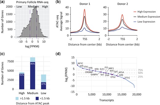Integration of Assay for Transposase Accessible Chromatin by sequencing (ATAC-seq) data with RNA-seq. (a) Histogram of transcripts identified from primary human follicle RNA-seq data sets (Zhang et al., 2018). Purple dashed lines represent the 25% (left) and 75% (right) level of expression. FPKM, fragments per kilobase per million mapped fragments. (b) ATAC-seq average profiles from fresh human follicles for promoters of genes binned by expression based on RNA-seq. TSS, transcription start site. (c) Proportion of low, medium and highly expressed genes that are within 1.5 kb of an accessible region identified from ATAC-seq. Light blue regions represent genes >1.5 kb from an ATAC-seq peak and dark blue regions represent genes <1.5 kb from an ATAC-seq peak. (d) Log2(FPKM) expression of transcripts in primary human follicles from RNA-seq data sets (Zhang et al., 2018). Expression of transcription factors whose motifs were identified as enriched at promoters from ATAC-seq data are indicated in purple and labeled. Horizontal dashed lines represent the 25% (bottom) and 75% (top) expression levels, respectively.