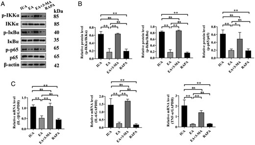 Endometrial inflammation of rats in each group. (A) The phosphorylation levels of IKKα, IκBα, and p65 protein bands were determined by western blot. The uncropped versions of these blots are presented in Supplementary Figs S8 and S9. (B) Relative level of IKKα, IκBα, and p65 protein expression. (C) IL-1β, IL-6, and TNF-α mRNA expression were analyzed by q-PCR. A one-way ANOVA was used to conduct comparisons among groups. Data are represented as the mean ± standard error (SEM) (n = 3). *P < 0.05 and **P < 0.01, ns: no significance. IKKα: inhibitor of Kappa B Kinase alpha; IKBα: inhibitor of kappa B alpha; IL: interleukin; TNF-α: tumor necrosis factor-alpha; IUA: intrauterine adhesion; EA: electroacupuncture 3-MA: 3-methyladenine; RAPA: rapamycin.