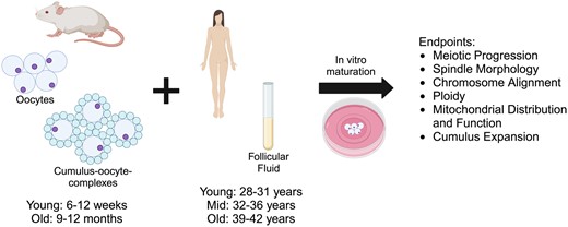 Schematic of experimental paradigm. Oocytes and cumulus–oocyte complexes (COCs) from reproductively young (6–12 weeks) and old (9–12 months) mice were matured in vitro (IVM) in media supplemented with human follicular fluid (FF) from mid-reproductive age participants (32–36 years) to investigate dose-dependent effects, or with FF from reproductively young (28–31 years) or old (39–42 years) to investigate age-dependent effects, on oocyte quality. Meiotic progression, spindle morphology, chromosome alignment, ploidy, mitochondrial distribution and function, as well as cumulus expansion were evaluated following IVM. This figure was created with BioRender.com.