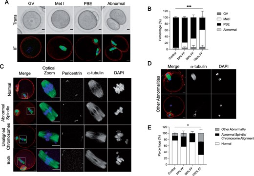Follicular fluid (FF) has dose-dependent effects on oocyte meiotic maturation. (A) Representative transmitted light images (top) and immunofluorescence z-projections (bottom) of each meiotic stage. Oocytes with an intact germinal vesicle (GV), metaphase I (Met I) oocytes, eggs that extruded polar bodies (PBE), and oocytes that underwent symmetric cleavage (abnormal) were identified by morphological criteria. Actin (rhodamine phalloidin, red), α-tubulin (green), and DNA (DAPI, blue) were detected by immunocytochemistry. Scale bars = 10 μm for all panels. (B) Graphs of meiotic progression for oocytes matured in different concentrations of FF. Data are shown as mean ± SEM for all panels. χ2 (3, N = 235)=30.84, ***P < 0.0001 for PBE versus no PBE. N = 56–62 oocytes per group across total of three replicates. (C and D) Representative z-projections of abnormal phenotypes of metaphase II eggs matured in different concentrations of FF. Actin (rhodamine phalloidin, red), pericentrin (magenta), α-tubulin (green), and DNA (DAPI, blue) were detected by immunocytochemistry. (E) Quantification of abnormal phenotypes in eggs following maturation in different concentrations of FF. N = 13–43 eggs per group across total of three replicates. χ2 (3, N = 114)=9.051, *P = 0.0286 for normal versus abnormal.