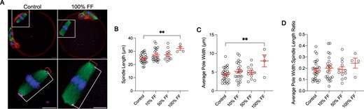 Follicular fluid (FF) has dose-dependent effects on oocyte spindle morphology. (A) Representative z-projections of metaphase II spindle length (white bracket) and spindle pole width (red bracket) for eggs following maturation without FF (control) or in 100% FF. Actin (rhodamine phalloidin, red), pericentrin (magenta), α-tubulin (green), and DNA (DAPI, blue) were detected by immunocytochemistry. Scale bars = 10 μm. (B–D) Quantification of spindle length (B), average pole width (C), and average pole width: spindle length ratio (D) for eggs following maturation in different concentrations of FF. Data are shown as mean±SEM. **P-value ≤0.01 by one-way ANOVA with multiple comparisons. N = 4–29 eggs per group across total of three replicates.