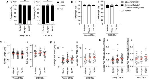 Exposure of intact cumulus–oocyte complexes (COCs) to follicular fluid (FF) has age-dependent effects on meiotic progression, but not spindle morphology. (A) Graph of meiotic progression for COCs from young (i) and old (ii) mice matured without FF (control), in young FF, or in old FF. Data are shown as mean±SEM for all panels. N = 29–56 COCs per group across total of four trials. (i) **P = 0.0015 for young COCs that extruded polar bodies (PBE) versus no PBE by Fisher’s exact test. (ii) *P = 0.0259 for old COCs PBE versus no PBE by Fisher’s exact test. (B) Quantification of abnormal phenotypes of metaphase II eggs from COCs from young (i) and old (ii) mice following maturation without FF (control), in young FF, or in old FF. N = 24–55 COCs per group across total of four trials. (C–E) Quantification of spindle length (C), average pole width (D), and average pole width: spindle length ratio (E) for COCs from young (i) and old (ii) mice matured without FF (control), in young FF, or in old FF. N = 18–40 COCs per group across total of four trials.