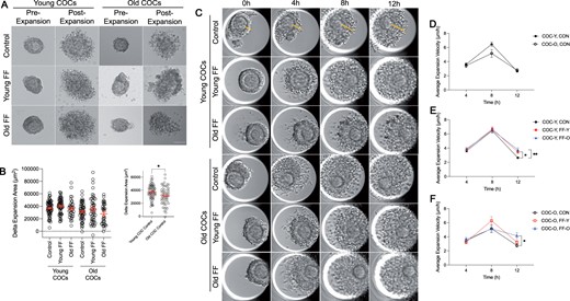 Follicular fluid (FF) modestly impacts cumulus expansion dynamics in an age-dependent manner. (A) Representative transmitted light images of COCs from young and old mice pre- and post-expansion without FF (control), in young FF, or in old FF. Scale bar = 10 µm. (B) Quantification of delta (Δ) expansion area for COCs from young and old mice matured without FF (control), in young FF, or in old FF. Data are shown as mean±SEM for all panels. N = 35–66 COCs per group across total of four replicates. Inset compares delta expansion area only for COCs from young and old mice matured without FF.*P-value <0.05 by t-test. (C) Representative time-lapse, transmitted light images of COCs from young and old mice matured without FF (control), in young FF, or in old FF. Lines (yellow) indicate cumulus expansion measurements taken to calculate expansion velocity. (D) Quantification of expansion velocity per quartile for COCs from young (COC-Y, CON; closed circles) and old mice (COC-O, CON; open circles) matured without FF. (E and F) Quantification of expansion velocity per quartile for COCs from young mice (E, closed shapes) or old mice (F, open shapes) matured without FF (control, CON; black circles), in young FF (FF-Y; red squares), or in old FF (FF-O; blue triangles). N = 54–60 COCs per group across total of four replicates. *P-value <0.05 and **P-value ≤0.01 by two-way ANOVAs with multiple comparisons.