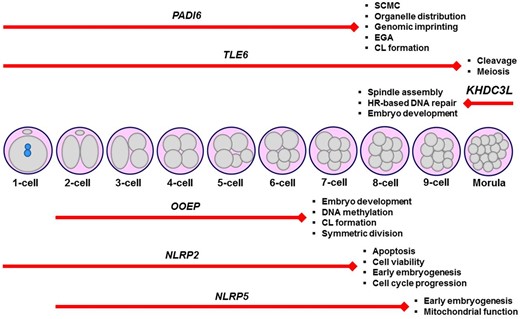 Schematic representation of the embryonic arrest stages in infertile women carrying various variants in the subcortical maternal complex (SCMC) genes, including PADI6, TLE6, KHDC3L, OOEP, NLRP2, and NLRP5. It is noteworthy that genetic variants (Table 1) that lead to arresting embryos at specific stages were only shown herein. Additionally, the main functions of the corresponding genes are given at the end of each red line. The length of the red lines covers embryonic arrest stages. CL, cytoplasmic lattice; EGA, embryonic genome activation; HR, homologous recombination.