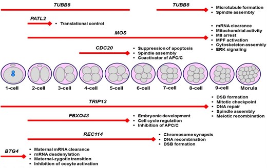 Schematic representation of the embryonic arrest stages in infertile women carrying various variants in the genes. These genes play crucial roles in a wide range of cellular events, such as translational control, meiosis, spindle organization, and cell cycle regulation, in mammalian oocytes and early embryos. It is noteworthy that the genetic variants (Table 2) that lead to arresting embryos at specific stages were only shown herein. Additionally, the main functions of the corresponding genes are given at the end of each red line. The length of the red lines covers the embryonic arrest stages. DSB, DNA double-strand break; MII, metaphase II; MPF, M-phase promoting factor.