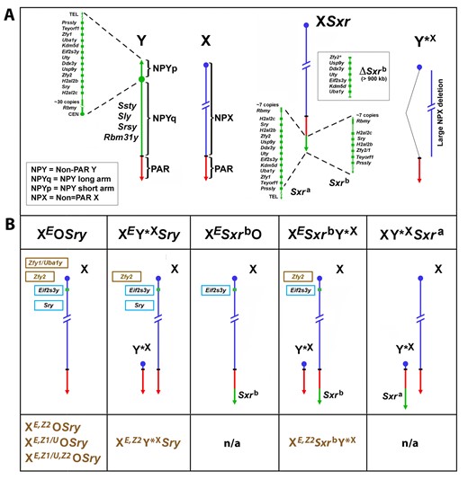 Mouse X and Y chromosomes, variant sex chromosomes, and mouse genotypes with Zfy transgenes. (A) The mouse Y chromosome contains ∼90 Mb of male-specific DNA and ∼0.7 Mb constituting the pseudoautosomal region (PAR) situated at the end of the long arm. The PAR is the region of homology with the X that mediates pairing and recombination between the X and Y in normal males. The remaining nonpairing male-specific part of Y (NPY) contains several genes and gene families. On the short arm (NPYp), there are single-copy genes: Prssly, Teyorf1, Uba1y, Smcy/Kdm5d, Eif2s3y, Uty, Dby/Ddx3y, Usp9y, Sry, duplicated gene Zfy (Zfy1 and Zfy2), duplicated gene H2al2y (H2al2b and H2al2c), and a multi-copy gene Rbmy. The nonpairing region of the long arm (NPYq), representing ∼90% of all NPY, contains mostly repetitive sequences and encodes multiple copies of 5 distinct genes that are expressed in spermatids: Ssty1, Ssty2, Sly, Srsy, and Rbm31y (Soh et al., 2014). Y*X is an X chromosome derivative encoding PAR, X centromere, and near centromeric region. Sxra is a sex reversal variant Tp(Y)1CtSxr-a encoding almost intact NPYp complement but with Rbmy gene family reduced. Sxrb is an Sxra derivative with a 1.3-Mb deletion with removal of the majority of the NPYp gene complement and creation of a Zfy2/1 fusion gene (Zfy2* in ΔSxrb refers to majority of the coding sequence of Zfy2 gene). The Sxra was originally detected on the X chromosome (XSxra) and the breeding scheme to maintain this mutation kept it on X. However, when XSxraY*X males were reproduced by ICSI (Yamauchi et al., 2009), the XSxra and Y*X association at metaphase I via the obligatory crossover within the PAR allowed for creation of both XSxra and Y*XSxra gametes. In consequence, Sxra can be carried on either X or Y*X. Since the Sxrb mutation arose from XSxra, Sxrb is always X-encoded (XSxrb). (B) The mice with Y chromosome deficiencies and transgenic additions; these mice were used to investigate the effects of Zfy loss and rescue in the context of loss of other Y chromosome genes. The X chromosome located Eif2s3y (E) and the autosomally located Sry transgenes are shown in the light blue frames. The Zfy2 transgene (Z2), shown in a brown frame, is located on the X chromosome in the Hrpt locus. The Zfy1 transgene (Z1/U), shown in a brown frame, encodes both Zfy1 and Uba1y as the transgenic line was produced with BAC containing both genes (Royo et al., 2010). The genotype designations without the Zfy1 and Zfy2 transgenes are shown above the diagrammatic representation of sex chromosomes, and those with the Zfy1 and Zfy2 transgenes are shown below them (brown font). Sxra and Sxrb gene content is shown in (A). n/a = mice with transgenic Zfy addition were not produced. The mice shown in (B) were used by the Burgoyne, Turner, and Ward Labs to indirectly ascribe spermatogenic roles to ZFY1 and ZFY (Royo et al., 2010; Vernet et al., 2011, 2012, 2014, 2016a,b; Decarpentrie et al., 2012; Yamauchi et al., 2014, 2015).