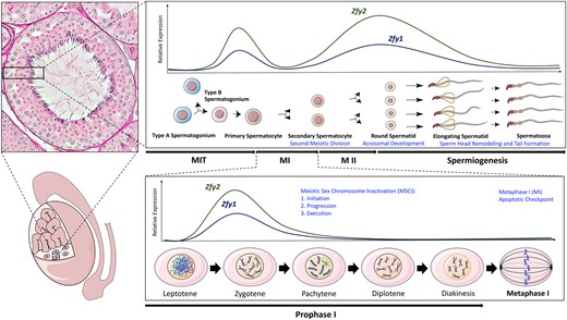 The role of mouse Zfy in spermatogenesis. Schematic diagram illustrating/showing the roles ascribed to Zfy during spermatogenesis, based on previous transgene-rescue studies. Illustrations of mouse testis, male germ cell development, and meiosis I are shown, along with an animated image of a seminiferous tubule cross-section. The roles of Zfy are shown in blue text font, and Zfy expression in relation to mitosis, meiosis, and spermiogenesis is represented by lines (Zfy1 shown with dark blue, Zfy2 shown with dark green). Relative expression levels shown are representative of published RNA-seq data (Gan et al., 2013; Green et al., 2018). The paternal and maternal chromosomes are shown in purple and blue, respectively, during prophase I and metaphase I. The Meiotic Sex Chromosome Inactivation (MSCI) sex body in pachytene spermatocytes is shown by a green oval. MSCI initiation, progression, and execution, refers to the triple role of Zfy in MSCI: first initiating MSCI in pachytene spermatocytes, then monitoring MSCI progression throughout meiosis I, and then finally executing cells that display MSCI failure, as previously described (Royo et al., 2010; Vernet et al., 2016a). MIT, mitosis; MI, meiosis I; MII, meiosis II.