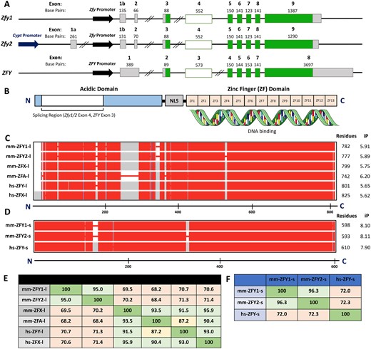ZFY/Zfy genomic sequence and protein structure. (A) Genomic sequence of coding and noncoding exons for mouse Zfy1 (transcript ID ENSMUST00000065545.6) and Zfy2 (transcript ID ENSMUST00000115891.2 with exon 1b from ENSMUST00000187148.7) and human ZFY (transcript ID ENST00000155093.8). Coding exons are shown in dark green, noncoding exons are shown in gray. Zfy1 and Zfy2 exon 4 and ZFY exon 3, which are differentially spliced, are shown in shaded green. Sequences are not drawn to scale. Double line breaks represent large gaps (>10 kb) in genomic sequence. (B) Protein structure of mouse and human ZFY. The acidic domain is shown in light blue and the 13 zinc finger domains (ZF1–13) are shown in orange. The region of ZFY encoded by human ZFY exon 3 and mouse Zfy1 and Zfy2 exon 4 is shown in shaded blue. The nuclear localization sequence (NLS) is shown in gray. N and C terminal ends are designated by N and C, respectively. (C) Protein sequence alignments for the long variants of mouse ZFY1, ZFY2, ZFA, and ZFX, as well as human ZFY and ZFX. (D) Protein sequence alignments for the short variants of mouse ZFY1 and ZFY2 and human testis-specific ZFY. The mouse ZFY protein sequences are those predicted based on the exon 4 splicing patterns previously observed (Decarpentrie et al., 2012). In (C) and (D), the conserved sequences are shown in red, while sequences not conserved across all isoforms are shown in gray. The absence of protein sequence is illustrated by red lines. The scale bar shown below represents protein length in amino acid residues. N- and C-terminal ends are designated by N and C, respectively. Protein length in amino acid residues, as well as isoelectric point (iP) are shown to the right of the alignments. (E) Table illustrating protein sequence percent similarity between long variants for human and mouse isoforms. (F) Table illustrating protein sequence percent similarity between short variants for human and mouse isoforms.
