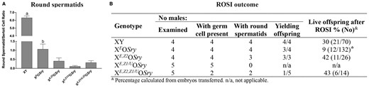 The consequences of Zfy transgenic addition to XEOSry males on spermatogenesis and ART outcome. XE,Z1/UOSry, XE,Z2OSry, and XE,Z1/U,Z2OSry males were examined to assess spermatogenesis progression and spermatid function in ROSI. The XY and XEOSry data are shown as a reference control; these data were published previously (Yamauchi et al., 2014, 2015). (A) PAS/HA-stained testis sections were examined to assess spermatogenesis progression. Three males were examined per genotype; for each male, three randomly selected tubules were examined per stage (XII–I, II–IV, V–VI, VII–VIII, IX–X, and XI), and the numbers of round spermatids and Sertoli cells were counted. The data are expressed as the round spermatid/Sertoli cell ratio. Statistical significance (t-test, P < 0.05): adifferent than all others; bdifferent than XE,Z1/UOSry. (B) Testes from Zfy transgenic males were used to obtain live testicular cell suspension and round spermatids, if found, were used for ROSI. *Different than all other (Fisher’s exact test).