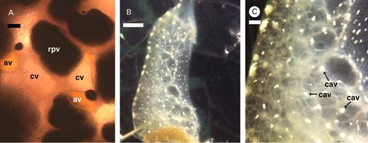 Ink glands (neither fixed nor stained) of Aplysia californica (A) and Dolabrifera dolabrifera (B, C). Abbreviations: av, amber vesicle; cav, calcium carbonate containing vesicles [Prince, unpublished]; cv, clear vesicle; rpv, red-purple vesicle. Scale bars: A=0.1 mm; B=0.25 cm; C=0.6 mm.