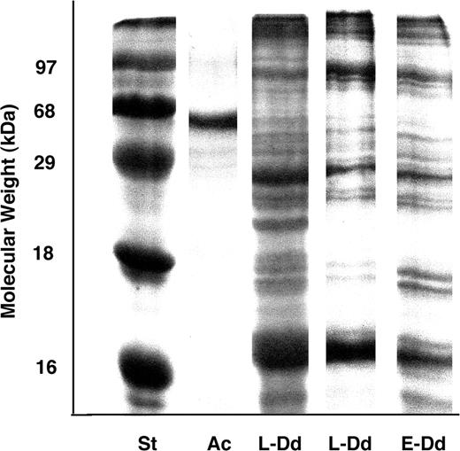 Gel electrophoresis of the proteins isolated from the ink glands of Aplysia californica (Ac) and Dolabrifera dolabrifera fed Lyngbya (L-Dd) and Enteromorpha (E-Dd) compared to standard proteins (St).
