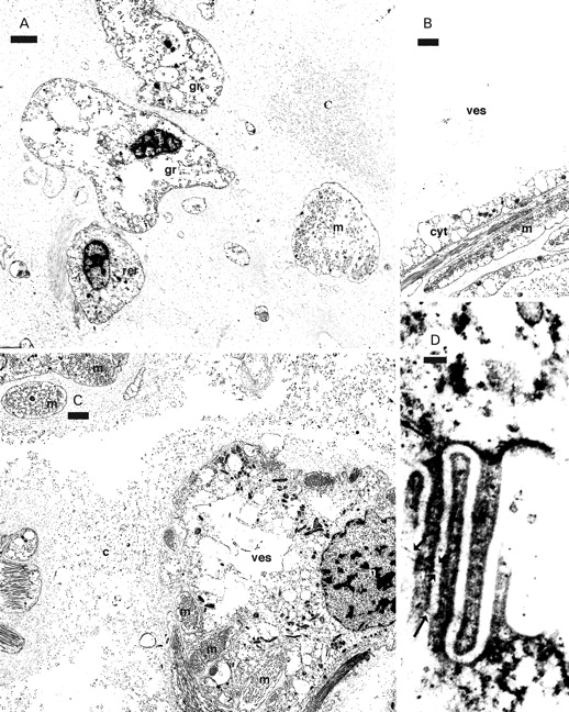 Granulate cells (A, D) and vesicle cells (B, C) from the ink gland of Dolabrifera dolabrifera. A. Granulate cells (gr) and RER (rer) cells among copious collagen and muscle. B. A mature vesicle showing an empty interior and a thin cytoplasmic layer (cyt) against the muscle wall. C. A young vesicle only partially enclosed by muscle. D. Tangential section through sieve area showing filaments (black arrows) joining cytoplasmic fingers. Abbreviations: c, collagen; cyt, cytoplasmic layer against muscle wall of vesicle; gr, granulate cell; m, muscle; n, nucleus; rer, RER cell; ves, vesicle. Scale bars: A–C=2 µm; D=100 nm.