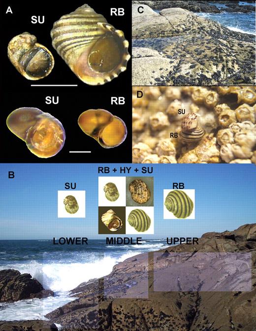 A. Typical specimens of Galician RB and SU ecotypes of Littorina saxatilis: adults (above) and shelled embryos (below). B. Vertical zonation patterns of mussels and barnacles in a characteristic hybrid zone of L. saxatilis. Associated with the different shore levels and habitats distinct ecotypes are found (RB, SU and hybrids). C. A detailed typical view of the mid shore, where both mussels and barnacles overlap and both ecotypes (RB and SU) and a variable number of morphologically intermediate forms (HY) appear. D. An example of the rare matings between RB and SU ecotypes that can be found on the mid shore.