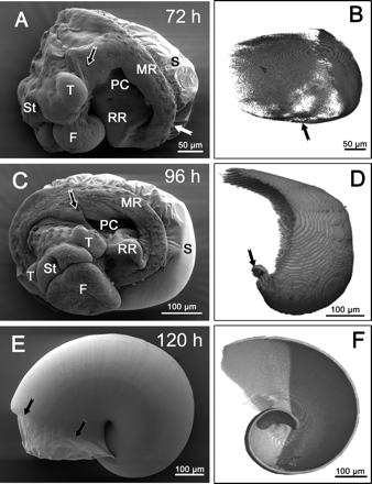 SEM (A, C, E) and SRµCT (B, D, F) pictures of embryos of Biomphalaria glabrata. A. Embryo of 72 h, laterofrontal view. The shell (S) growing out of the mantle rim (MR) covers the embryo like a cap. On the left side of the animal coiling is beginning (white arrow); black arrow indicates proctodaeum. B. Embryo of 72 h, laterofrontal view of the mineralized part of the embryo, same orientation as in A. Note that the shell has a convex curvature; arrow points to the forming spindle. C. Embryo of 96 h, frontolateral view. The body is almost covered by the shell (S); arrow indicates proctodaeum. D. Embryo of 96 h, laterofrontal view of the mineralized part of the embryo. Arrow indicates spindle visible on the left side. E. Embryo of 120 h, shortly before hatching, lateral view. The animal is able to withdraw itself completely into the shell, which now has 1.5 whorls and shell diameter of 650 µm. The anterior part of the shell is now fully mineralized (arrows). F. Embryo of 120 h, lateral view, virtual sagittal section of the shell in the median plane. Abbreviations: F, foot; MR, mantle rim; PC, pulmonary cavity; RR, rectal ridge; S, shell; St, stomodaeum; T, tentacle. (Fig. 1A, C, E from Marxen et al., 2003a).