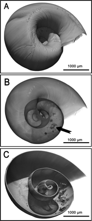 Biomphalaria glabrata, juvenile snail 4 weeks after hatching, shell diameter 3 mm. A. Latero-caudal view of the shell surface. B. Latero-frontal view of the shell shown in a transparent mode. Some irregular dots are seen in the penultimate whorl (arrow). C. Latero-frontal view of the shell with a virtual section in the median plane. In the penultimate whorl numerous irregularly shaped concretions are visible.