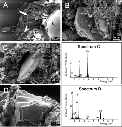 SEM pictures and EDX spectra of juvenile Biomphalaria glabrata (shell diameter 1–3 mm; age of 4 weeks and 5 days after hatching); section in the median plane to examine the mineralized concretions shown in Figures 2 and 3 more closely. A. Stomach with several stones (S, inner turn of the shell; arrow, stone of B; arrowhead, stone of Fig. 5C). B. Higher magnification of the stone in A (arrow). C. Higher magnification of the stone in A (arrowhead) and the corresponding EDX spectra of the stones A, C (energy given in keV). D. Stone of another animal and corresponding EDX spectrum (energy given in keV).