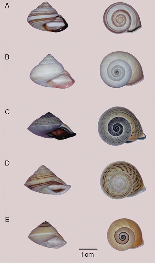 Frontal (left) and top view (right) of the shells of three Rhynchotrochus species. A.R. albocarinatus from Laing Island. B.R. williamsi from Laing Island. C.R. taylorianus from Madang. D.R. taylorianus from Bam Island. E.R. taylorianus from Boisa Island 4.