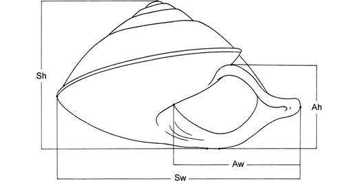 Camera lucida drawing of the frontal view of a shell of Rhynchotrochus albocarinatus with indication of the measured characters. Abbreviations: Ah, aperture height; Aw, aperture width; Sh, shell height; Sw, shell width.