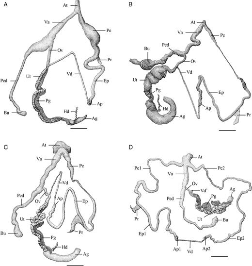 Camera lucida drawings of the proximal reproductive organs of three Rhynchotrochus species. A.R. williamsi from Laing Island. B.R. taylorianus from Laing Island. C.R. albocarinatus from Boisa Island 1. D. R. albocarinatus specimen with two sets of male proximal genitalia. Scale bar = 5 mm. Abbreviations: Ag, albumen gland; Ap, epiphallus appendix; At, genital atrium; Bu, bursa of the bursa copulatrix; Ep, epiphallus; Hd, hermaphroditic duct; Ov, oviduct; Pe, penis; Ped, pedunculus of the bursa copulatrix; Pg, prostate gland; Pr, penis retractor muscle; Ut, uterus; Va, vagina; Vd, vas deferens.