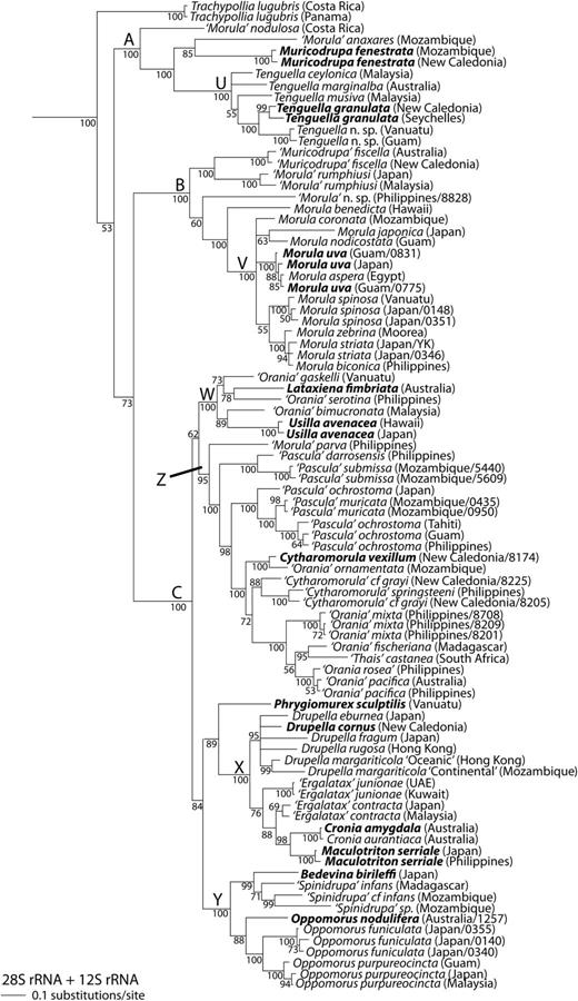 Bayesian phylogeny of the Ergalataxinae, based on the two-gene analysis of 28S and 12S rRNA. Rapanine outgroups not shown. Conventions as in Figure 1.