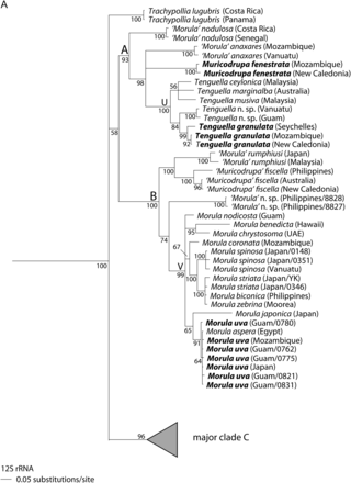 Bayesian phylogeny of the Ergalataxinae, based on single-gene analysis of 12S rRNA. Rapanine outgroups not shown. Conventions as in Figure 1. A. Major clades A and B, with subclades U and V. B. Major clade C, with subclades W and Z. Note that subclade Z includes ‘Morula’ parva in Figures 1 and 2.