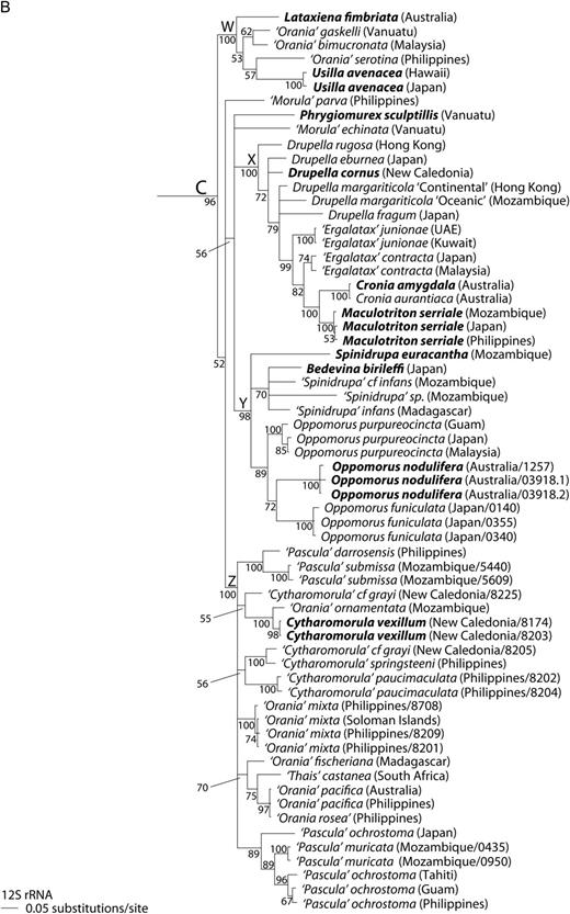Bayesian phylogeny of the Ergalataxinae, based on single-gene analysis of 12S rRNA. Rapanine outgroups not shown. Conventions as in Figure 1. A. Major clades A and B, with subclades U and V. B. Major clade C, with subclades W and Z. Note that subclade Z includes ‘Morula’ parva in Figures 1 and 2.