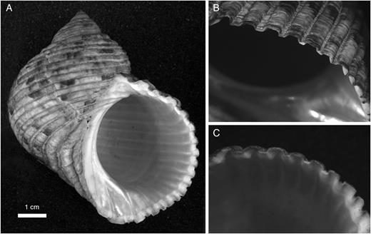 Marmarostoma setosum (Gmelin, 1791), Moluccas (collection Naturalis: ZMA 309371). A. Ventral view of shell. B, C. Close-up of outer lip from outer and inner side respectively, showing abapical serrations formed by external interspaces.