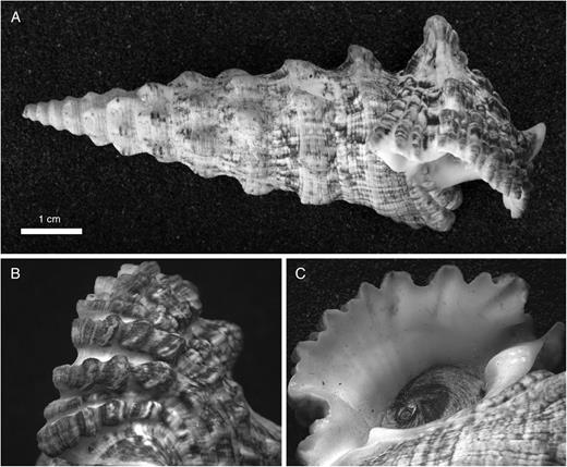 Cerithium nodulosum Bruguière, 1792, Mombasa, Kenya (collection Naturalis: ZMA Moll 161334). A. Whole shell, showing edge of lip. B. Dorsal view of last whorl, showing sculpture. C. Ventral view of outer lip and aperture, showing serrations formed at ends of cords.