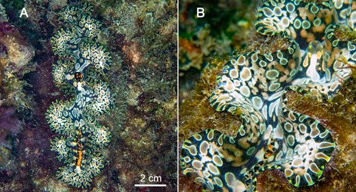 Photographs of Tridacna noae within the Great Barrier Reef Marine Park at Alma Bay (MNP-19-1093), Magnetic Island, taken in January 2024. A. Dorsal view of siphonal mantle. B. Close-up of siphonal mantle reveals traits used to identify this species in situ: sparsely arranged eyes and several layers of ocellate spots with a thin, white margin. Image credit: L. Scheele.