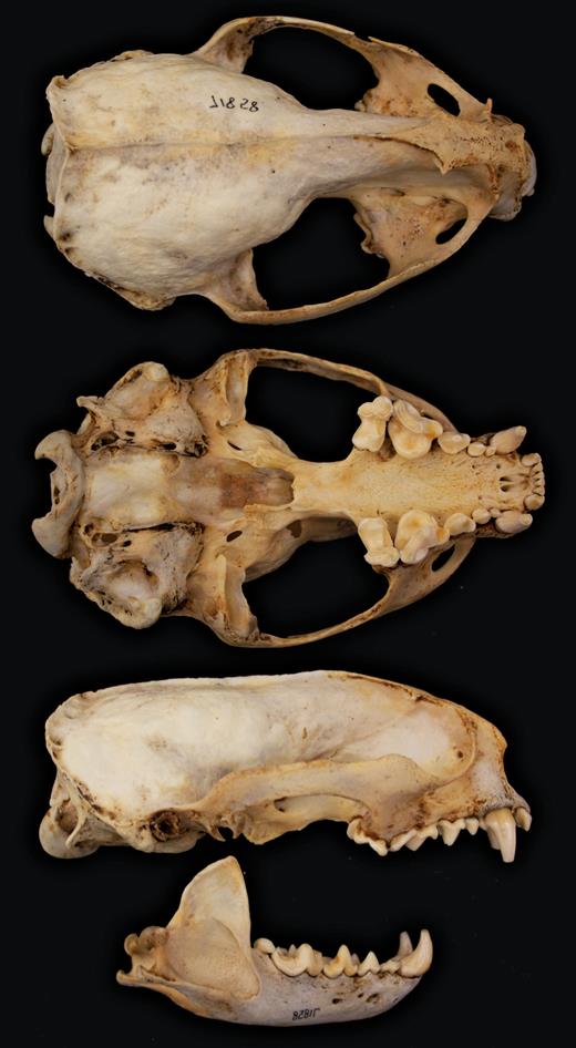Dorsal, ventral, and lateral views of skull and lateral view of mandible of an adult male specimen AMNH (American Museum of Natural History) 71858. Greatest length of skull is 147.25 mm.