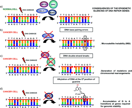 The epigenetic silencing of DNA repair genes uncovers new mutator pathways in human cancer. (a) In a normal cell, DNA lesions occurring in vivo are normally repaired by different DNA repair pathways. (b) The promoter CpG island methylation-associated gene silencing of hMLH1 in sporadic cases of colorectal, endometrial and gastric tumours causes the unusual MSI phenotype. (c) The epigenetic inactivation of BRCA1 in breast and ovarian tumours or the epigenetic inactivation of the WRN protein in various tumour types of both mesenchymal and epithelial cause the accumulation of chromosomal rearrangements and somatic mutations since these two proteins have an important role in the repair of DSBs. (d) The promoter hypermethylation of MGMT in a wide spectrum of human tumours uncovers a new mutator pathway because the O6-methylguanine adducts resulting from alkylating agents are not removed and this consequently causes G:C to A:T transitions that affect genes required for genomic stability.