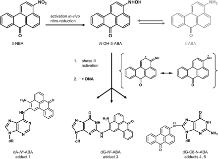 Potential pathways of metabolic activation and DNA adduct formation of 3-NBA and N-OH-3-ABA (adduct numbers correspond to adduct spots in Figure 2).
