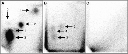 Autoradiographic profiles of DNA adducts obtained from digests of DNA from pooled primary HUFs (also used in the mutation assay) treated at passage 1 with 2 μM 3-NBA (A), N-OH-3-ABA (B) or vehicle only (C), using the butanol enrichment method of the 32P-post-labelling assay (spot numbers correspond to adducts in Figure 1).