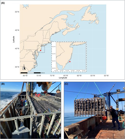 Study site and deployment methods. (A) Map of the U.S. Northeast Continental Shelf, showing the cage deployment location offshore of New Jersey (red point, 9.2 m in depth). (B) Cage aboard a commercial fishing vessel. Each cage had 56 Hexcyls that were stocked with varying densities. One cage contained sensors (CO2 and YSI) and therefore fewer Hexcyls. (C) The cages were deployed from a fishing vessel and equipped with a buoy.