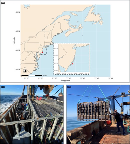 貝類の沖合養殖が可能であることを実証(Scientists Prove Shellfish Can Be Farmed Far From Shore) 貝類の沖合養殖が可能であることを実証(Scientists Prove Shellfish Can Be Farmed Far From Shore)