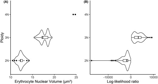 (A) Modal nuclear volume of Walleye erythrocytes measured with a Coulter counter. (B) Log‐likelihood ratios from genetics using read counts for each SNP allele with the method described by Delomas (2019). Training and test data sets included n = 349. 2N = diploid; 3N = triploid; 4N = tetraploid.