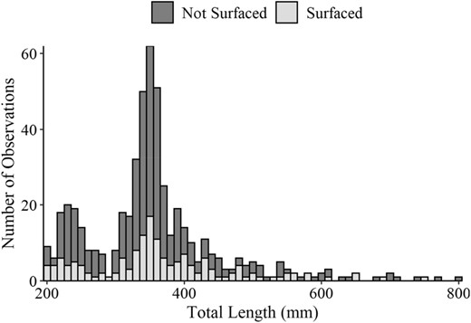 Length‐frequency histogram (10‐mm length bins) of Blue Catfish total lengths for fish that surfaced or did not surface during low‐frequency electrofishing trials.