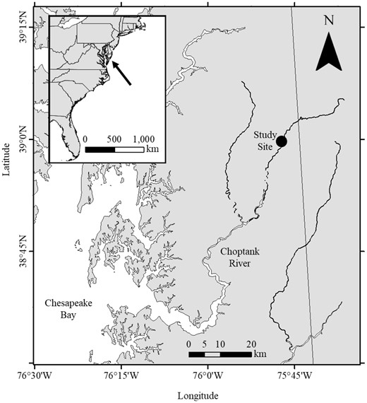 Location of the study site in the Choptank River, Maryland, on the Eastern Shore of the Chesapeake Bay (38°59′40"N, 75°47′17"W).