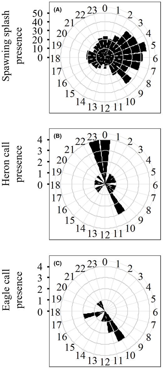 Circular histograms representing the time of day that (A) river herring spawning splashes, (B) great blue heron calls, and (C) bald eagle calls were detected from acoustic recordings. Black wedges indicate the total number of splashes or avian predator calls detected within the hour for the duration of the season.