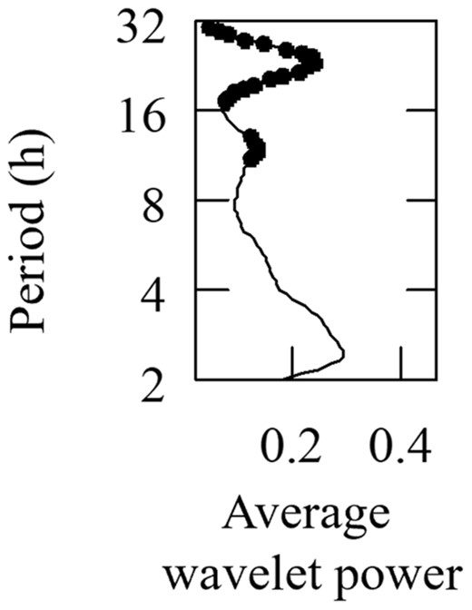 Wavelet analysis of the hourly presence of river herring spawning splashes. Black dots indicate peaks that exceed the 95% confidence interval.