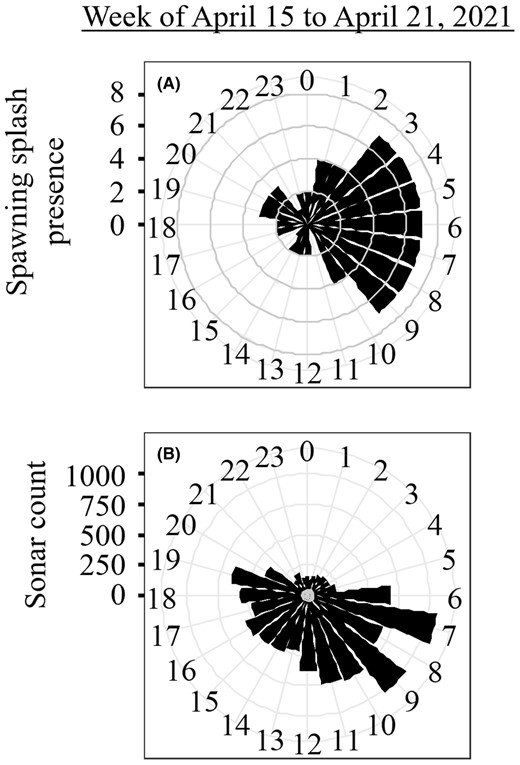 Circular histograms representing the time of day that (A) river herring spawning splashes were detected from acoustic recordings and (B) fish were counted while moving upstream based on sonar recordings. Black wedges indicate the total number of splashes detected or fish counted within the hour during the week of April 15–21, 2021.